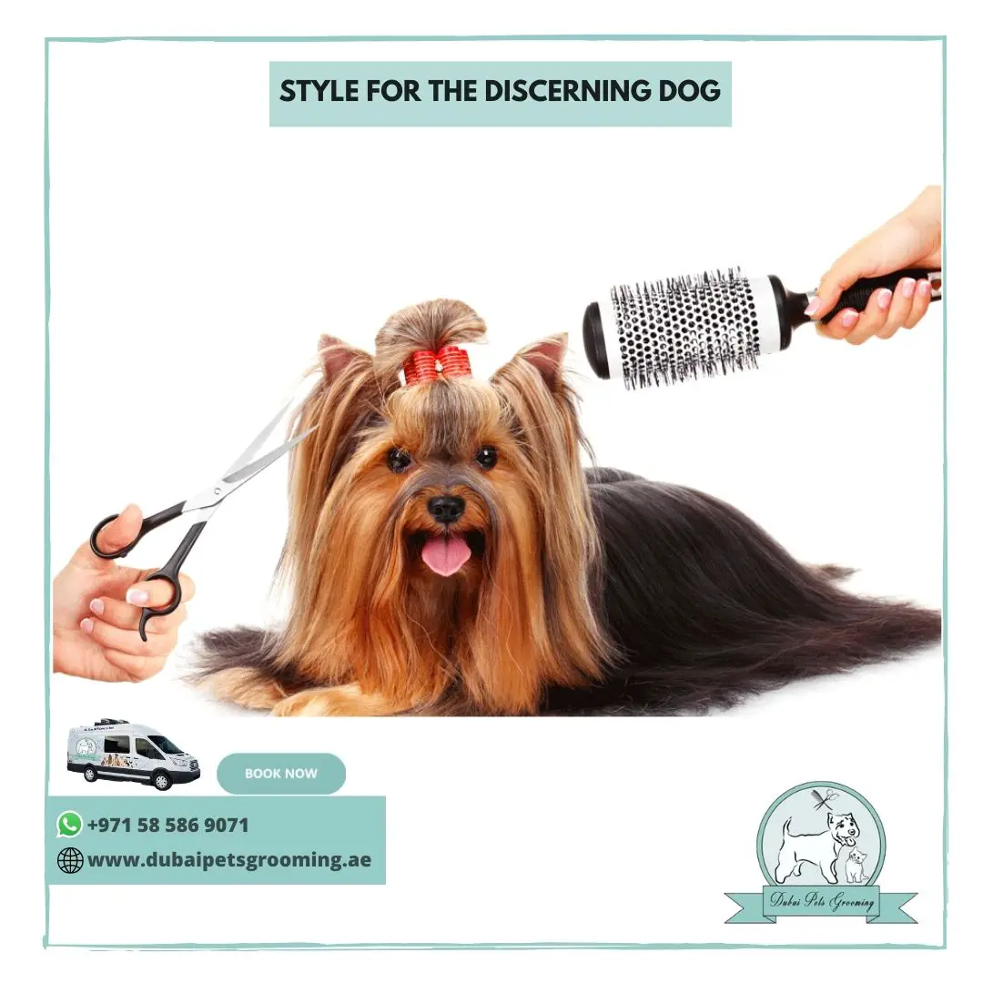Copy of WE ENSURE BEST GROOMING SERVICE FOR YOUR PETS RIGHT AT YOUR HOME (2)